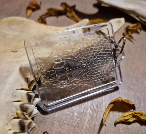 Snake skin key ring - skin,