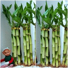 8" Lucky Bamboo 6 Healthy