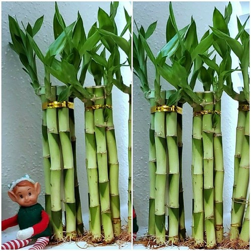 Lucky bamboo 6 healthy - 8",