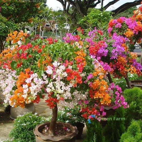 Seeds bougainvillea ornate - 50,
