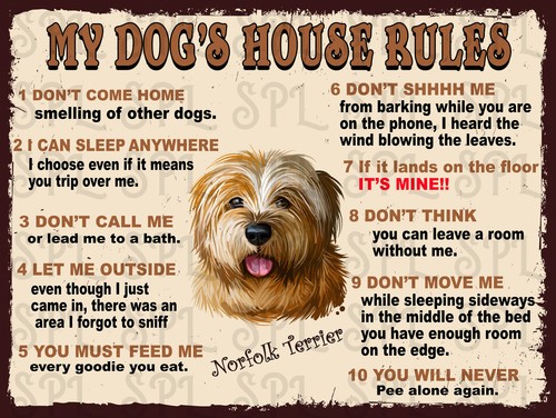 Norfolk terrier dog house - terrier, my