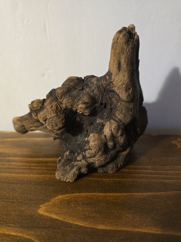 Manzanita burl root wood - /,