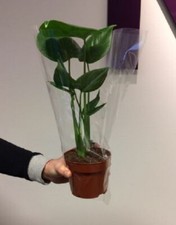 Swiss Cheese Plant (Monstera