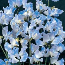 Flower - Sweet pea spencer blue ripple -8 Premium Quality Seeds - 1st Class Post