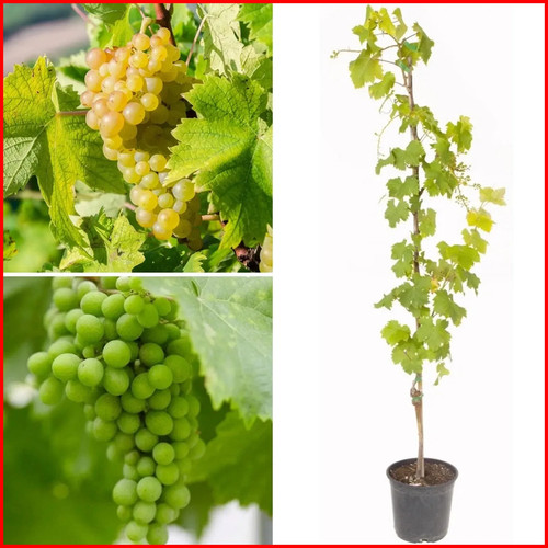 Grape lakemont white seedless - grape,