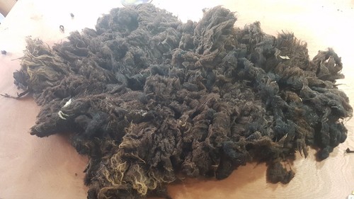 7kg raw sheep - 0.7kg, fleece