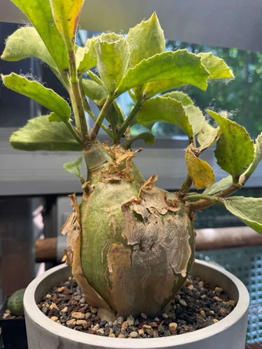 11cm rare live house plant - 11cm,