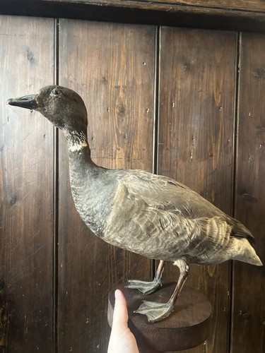 Taxidermy vintage brent goose - taxidermy,