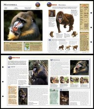 Mandrill #40 Mammals -