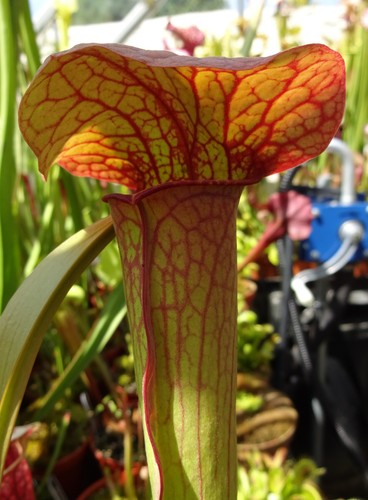 Sarracenia blm jsh68 - sarracenia,
