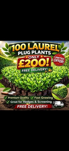 100x laurel plug plants - laurel, |