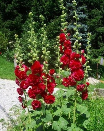 Hollyhock chater double - hollyhock,