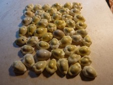 Antique cowrie shells - shells, (50)