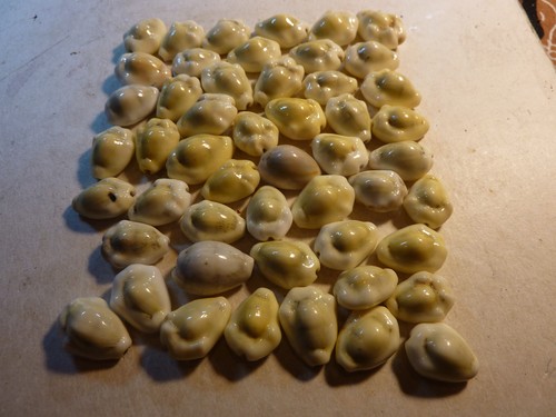 Antique cowrie shells - antique,