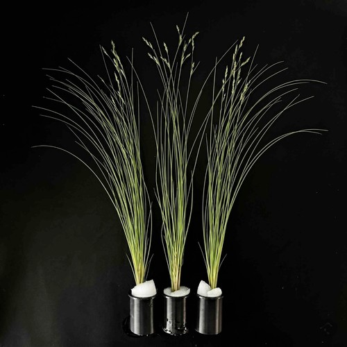 Hair grass eleocharis - grass,