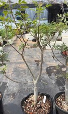 Rare  Bursera ariensis WYSIWYG