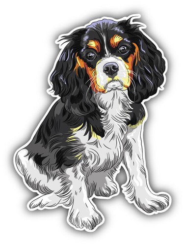 Cavalier king charles - cavalier, spaniel