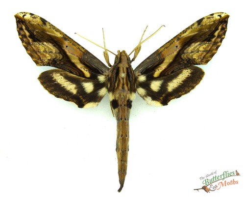 Xylophanes ceratomioides hawk - xylophanes,