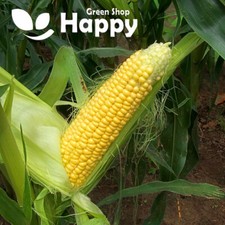 VEGETABLE SEEDS SWEET CORN -