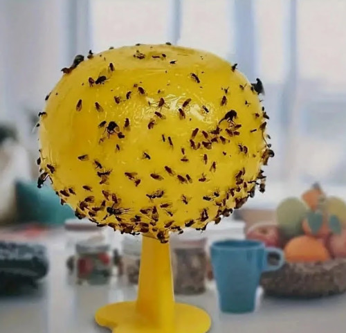 Fruit fly balls ball - fruit,