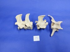 Deer Bones. Vertebrae. # 29