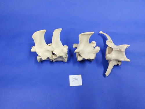 Deer bones vertebrae - bones., #