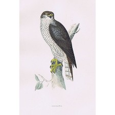 BIRDS Goshawk - Hand Coloured