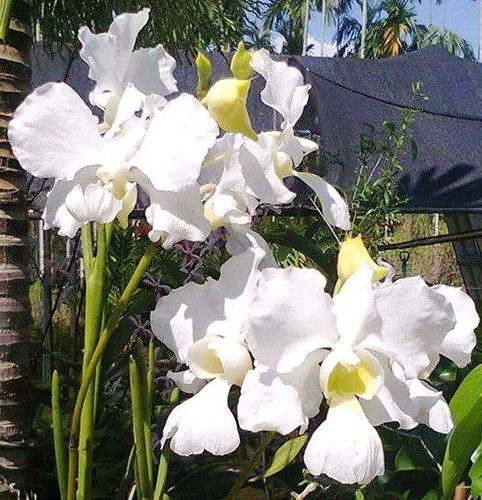 Papilionanthe teres var - ., alba