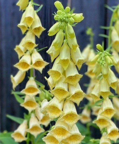Foxglove 100 seeds - foxglove,