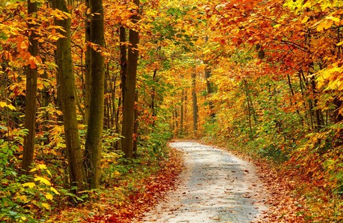 Photo wall mural autumn - wall, mural-autumn