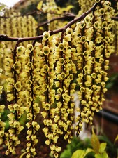 Stachyurus praecox, SPIKETAIL