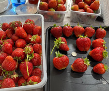 6 STRAWBERRY FRUIT PLANT