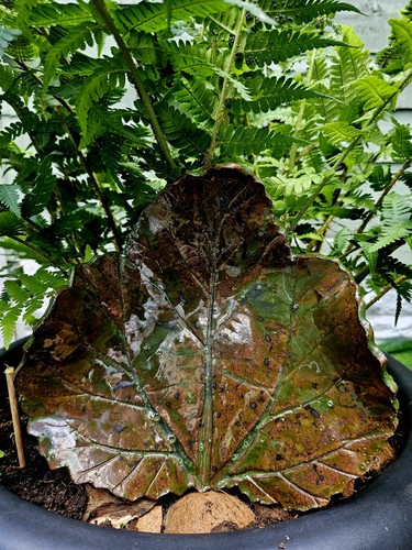 Stunning studio pottery leaf - stunning,