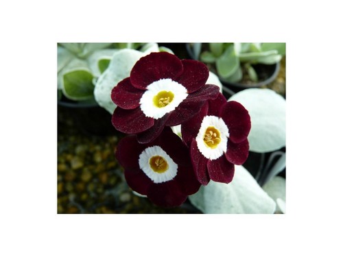 Primula auricula gizabroon - primula,