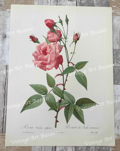 Pink rose rosa indica - rose,