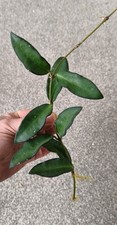  Hoya Rosita 💚 as pic plant