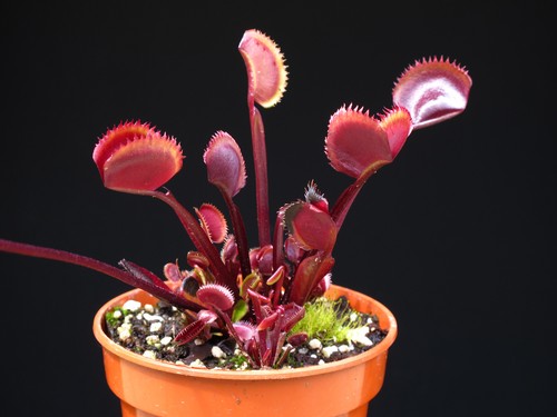 Venus flytrap red piranha - -,