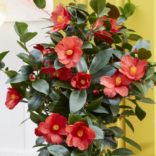 Camellia 1001 summer - t&m,