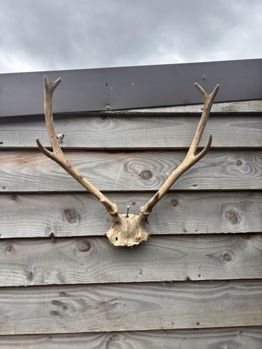Highland red stag antlers - highland,