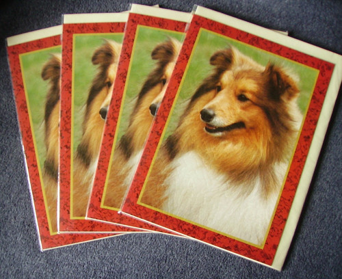 Shetland sheepdog faithful - shetland,