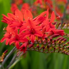 T&M Crocosmia Lucifer Hardy