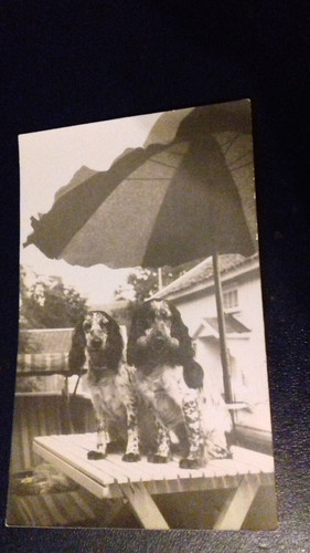 Pair cocker spaniel - of,