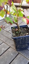 sweetgum  starter bonsai trees just changing autumn colours