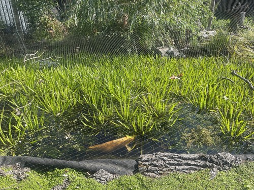 Floating pond plants water - floating,