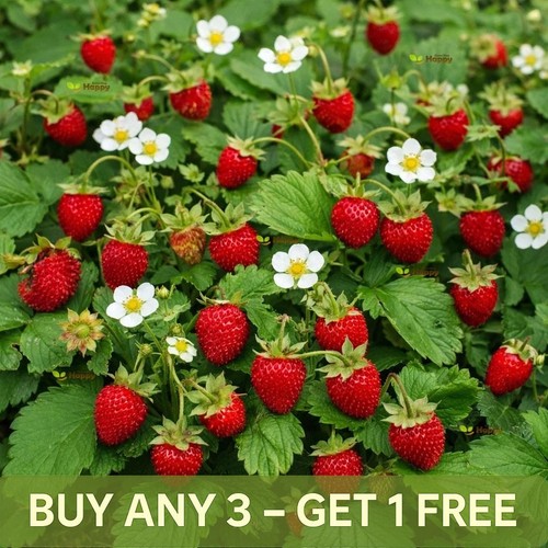 Wild strawberry seeds baron - wild,