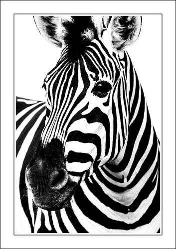 Zebra head framed poster wall - zebra, -framed