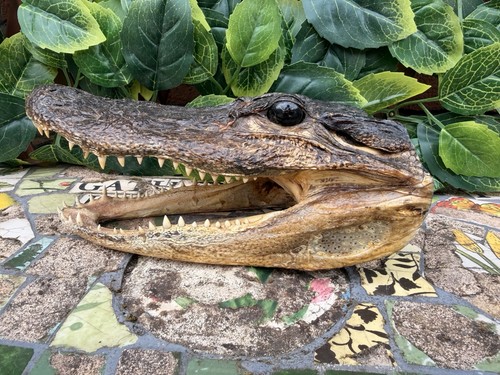 Taxidermy croc head open mouth - taxidermy,