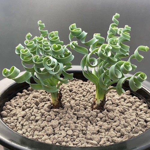 2pcs succulent plant albuca - plant,