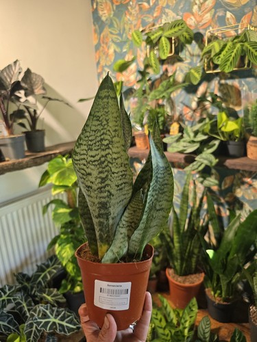 Sansevieria zeylanica black - sansevieria, 'black