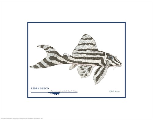 Flick ford zebra pleco - flick,